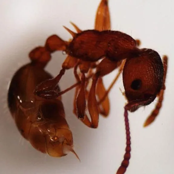 thumbnail for publication: European Fire Ant, Red Ant (suggested common names), Myrmica rubra Linnaeus (Insecta: Hymenoptera: Formicidae: Myrmicinae)